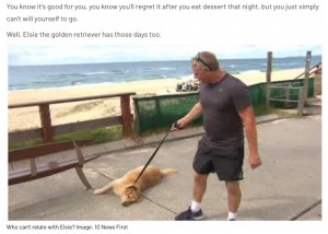 散歩したくない犬“エルシー”（画像は『10 daily　2020年4月28日付「Owner Of Dog Who Refused To Go On A Walk Breaks His Silence」（Image: Kayla Evans / ABC）』のスクリーンショット）