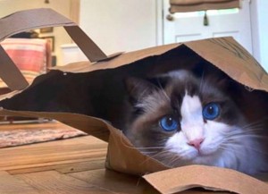 テイラーの愛猫“ベンジャミン・バトン”（画像は『Joe Alwyn　2020年4月29日付Instagram』のスクリーンショット）
