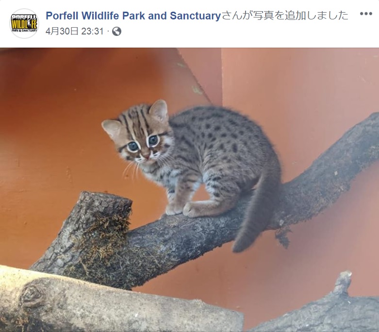 英・動物保護区で誕生したサビイロネコの赤ちゃん（画像は『Porfell Wildlife Park and Sanctuary　2020年4月30日付Facebook』のスクリーンショット）