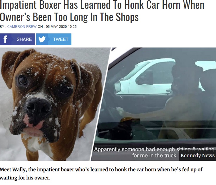 車のクラクションを鳴らす犬（画像は『UNILAD　2020年5月6日付「Impatient Boxer Has Learned To Honk Car Horn When Owner’s Been Too Long In The Shops」（Kennedy News）』のスクリーンショット）