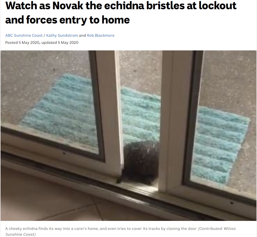 器用にガラス戸を開けるカモノハシの仲間の“エキドナ”（画像は『ABC News　2020年5月5日「Watch as Novak the echidna bristles at lockout and forces entry to home」（Contributed: Wilvos Sunshine Coast）』のスクリーンショット）