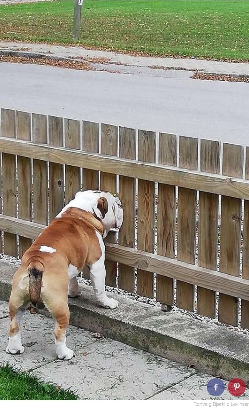穴から外を覗くボガートの後ろ姿（画像は『The Dodo　2020年5月8日付「Bulldog Gets A Special Hole In The Fence So He Can Watch People Pass By」（anveig Bjørklid Levinsen）』のスクリーンショット）