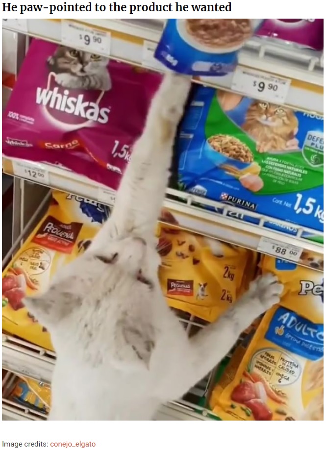 「これがほしい！」とスーパーで主張した野良猫（画像は『Bored Panda　2020年4月25日付「Clever Street Cat Leads A Woman To The Store And Asks Her To Buy Him Food, She Adopts Him」（Image credits: conejo_elgato）』のスクリーンショット）