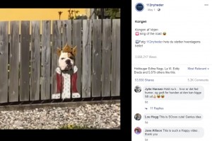 【海外発！Breaking News】フェンスの穴から外を眺めるブルドッグ　飼い主の工夫で人気者に（デンマーク）＜動画あり＞