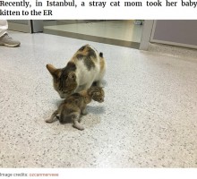 【海外発！Breaking News】病気の我が子を人間の病院へ運んだ勇敢な母ネコ　病院スタッフの対応にも心温まる（トルコ）