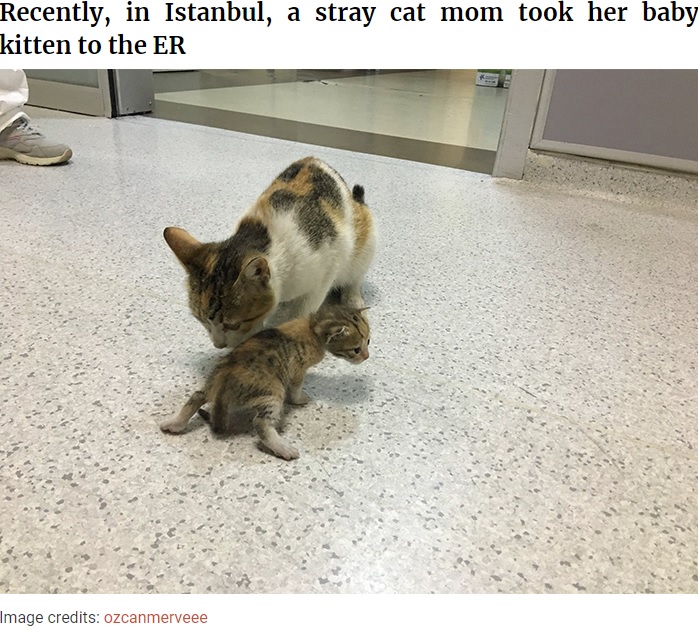 病院に子供を連れてきたネコ（画像は『Bored Panda　2020年4月30日付「Mother Cat Brings Her Ill Kitten To The Hospital, Medics Rush To Help Them」（Image credits: ozcanmerveee）』のスクリーンショット）