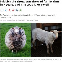 【海外発！Breaking News】行方不明の羊、7年ぶりに農場に戻る　育ちすぎた羊毛にオーナーも仰天（豪）＜動画あり＞