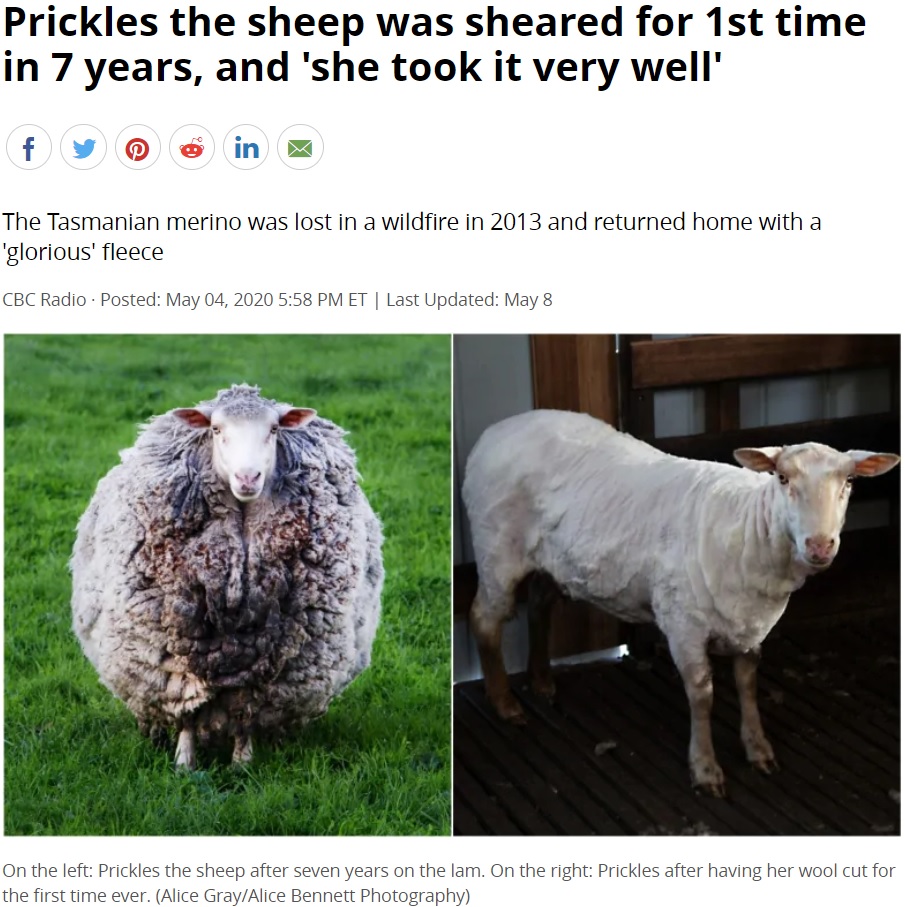 7年ぶりに農場に戻って来た羊、今は刈られてさっぱりと（画像は『CBC.ca　2020年5月8日付「Prickles the sheep was sheared for 1st time in 7 years, and ‘she took it very well’」（Alice Gray/Alice Bennett Photography）』のスクリーンショット）