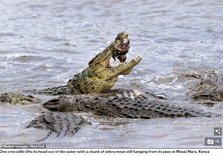 シマウマの肉の一部をくわえるワニ（画像は『Daily Mail Online　2020年5月1日付「He should have legged it! Unlucky zebra’s limb sticks out of crocodile’s mouth after getting torn to pieces as it crossed a river」（Mediadrumimages/Nimit Virdi）』のスクリーンショット）