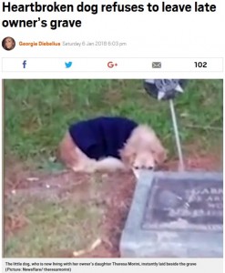 亡き飼い主の墓から離れない犬（画像は『Metro　2018年1月6日付「Heartbroken dog refuses to leave late owner’s grave」（Picture: Newsflare/ theresamorini）』のスクリーンショット）