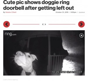 締め出され、夜中の2時に帰宅しドアホンを鳴らすラブラドール・レトリバー（画像は『New York Post　2019年10月31日付「Cute pic shows doggie ring doorbell after getting left out」』のスクリーンショット）