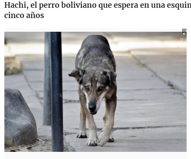 5年間思い出の場所から動かない犬（画像は『El Universo　2014年1月10日付「Hachi, el perro boliviano que espera en una esquina a su amo muerto hace cinco años」（EFE）』のスクリーンショット）