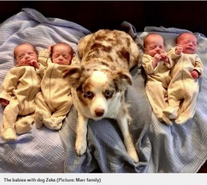 飼い犬と4つ子たち（画像は『Metro　2020年5月22日付「Mum gives birth to identical quadruplets, defying one in 15 million odds」（Picture: Marr family）』のスクリーンショット）