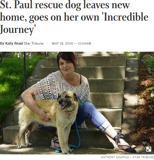97日をかけて旅をした3日後に撮影された写真（画像は『StarTribune.com　2020年5月18日付「St. Paul rescue dog leaves new home, goes on her own ‘Incredible Journey’」（ANTHONY SOUFFLE – STAR TRIBUNE）』のスクリーンショット）