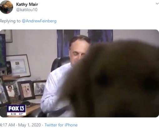 画面を占領する飼い犬（画像は『Kathy Mair　2020年5月1日付Twitter』のスクリーンショット）