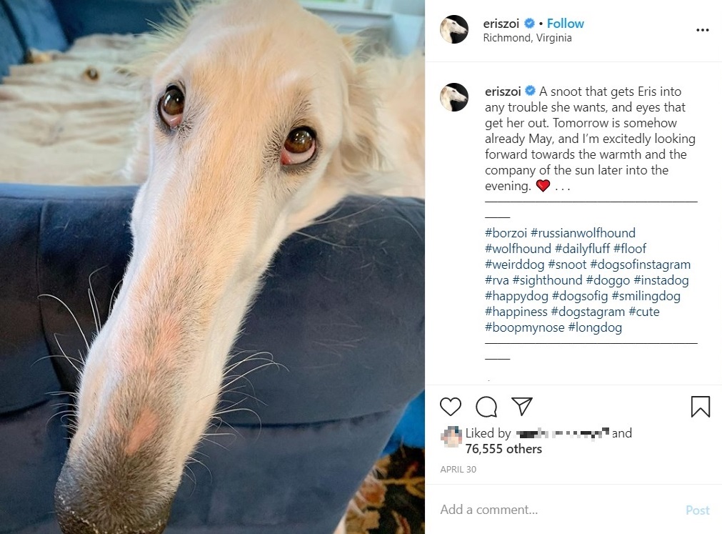 30.988cmの長い鼻を持つボルゾイ犬（画像は『Eris The Borzoi　2020年4月30日付Instagram「A snoot that gets Eris into any trouble she wants, and eyes that get her out.」』のスクリーンショット）