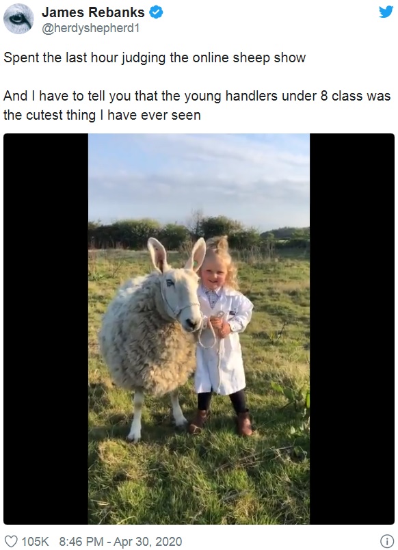 「調教師コンテスト」に応募した3歳少女の動画が話題に（画像は『James Rebanks　2020年4月30日付Twitter「Spent the last hour judging the online sheep show」』のスクリーンショット）