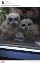 【海外発！Breaking News】窓越しに人間と一緒にテレビを見るフクロウのヒナ3羽（ベルギー）＜動画あり＞