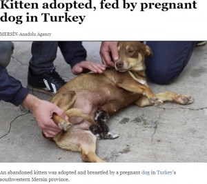 【海外発！Breaking News】妊娠中の犬、捨てられた赤ちゃんネコに授乳（トルコ）