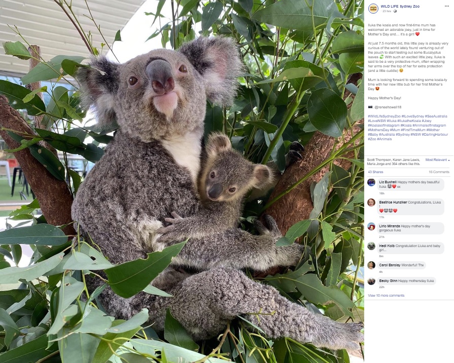 生後7か月半で初めて袋から顔を出した赤ちゃん（画像は『WILD LIFE Sydney Zoo　2020年5月9日付Facebook「Iluka the koala and now first-time mum has welcomed an adorable joey, just in time for Mother’s Day and… it’s a girl!」』のスクリーンショット）