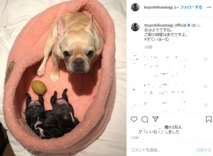 草なぎ剛の愛犬クルミちゃんと子犬3匹（画像は『草なぎ剛　2020年5月4日付Instagram「はい。」』のスクリーンショット）