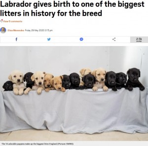 【海外発！Breaking News】14匹の赤ちゃんが誕生したラブラドール・レトリバー　イギリスの国内記録まであと1匹