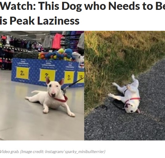 飼い主に引きずられたり、散歩中お腹を上にして動かない犬（画像は『News18.com　2020年5月1日付Instagram「Watch: This Dog who Needs to Be Dragged Everywhere is Peak Laziness」（Image credit: Instagram/ sparky_minibullterrier）』のスクリーンショット）