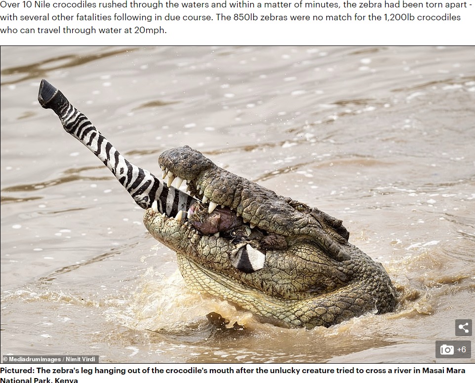 ワニの口から突き出るシマウマの脚（画像は『Daily Mail Online　2020年5月1日付「He should have legged it! Unlucky zebra’s limb sticks out of crocodile’s mouth after getting torn to pieces as it crossed a river」（Mediadrumimages/Nimit Virdi）』のスクリーンショット）