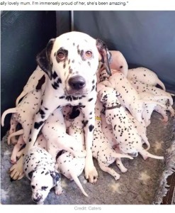 母犬ネリーのお乳を飲む子犬たち（画像は『LADbible　2020年5月18日付「Dalmatian Gives Birth To Litter Of 18 Puppies After 14-Hour Labour」（Credit: Caters）』のスクリーンショット）