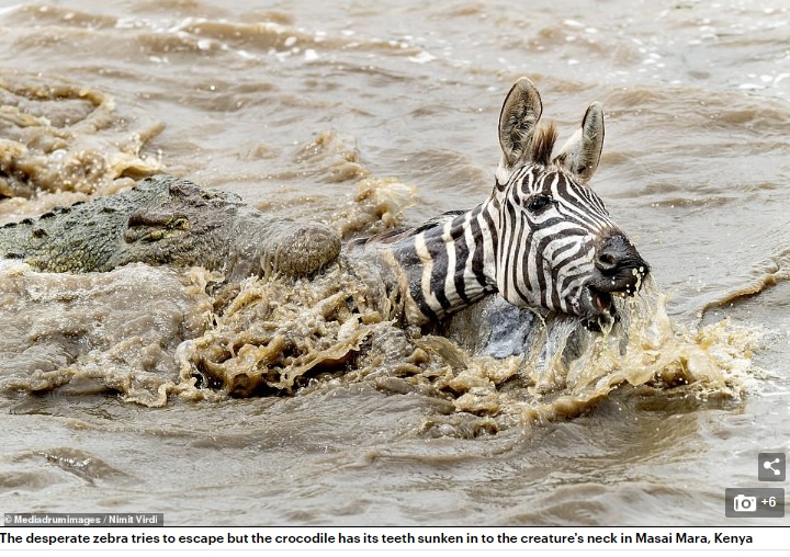 首を噛まれて動けないシマウマ（画像は『Daily Mail Online　2020年5月1日付「He should have legged it! Unlucky zebra’s limb sticks out of crocodile’s mouth after getting torn to pieces as it crossed a river」（Mediadrumimages/Nimit Virdi）』のスクリーンショット）