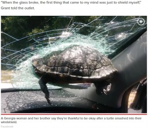 【海外発！Breaking News】「一体なぜ？」走行車のフロントガラスに飛んできた亀が突き刺さる（米）