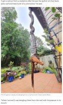 民家の庭で2メートル超のヘビがポッサムを丸飲み！（豪）