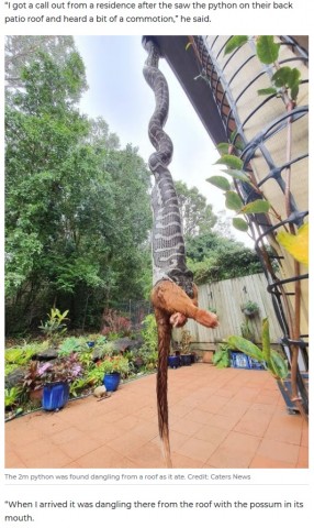 【海外発！Breaking News】民家の庭で2メートル超のヘビがポッサムを丸飲み！（豪）