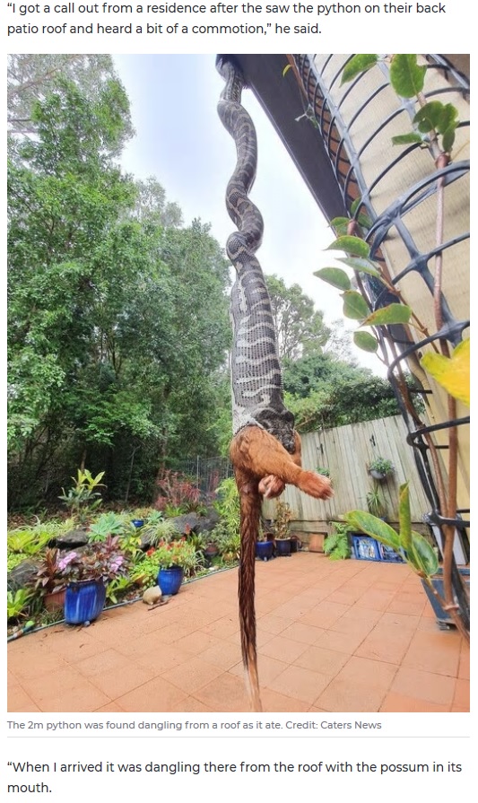 ポッサムを丸飲みするカーペットニシキヘビ（画像は『7NEWS.com.au　2020年5月13日付「Snake in Queensland found devouring large possum while dangling from roof」（Credit: Caters News）』のスクリーンショット）