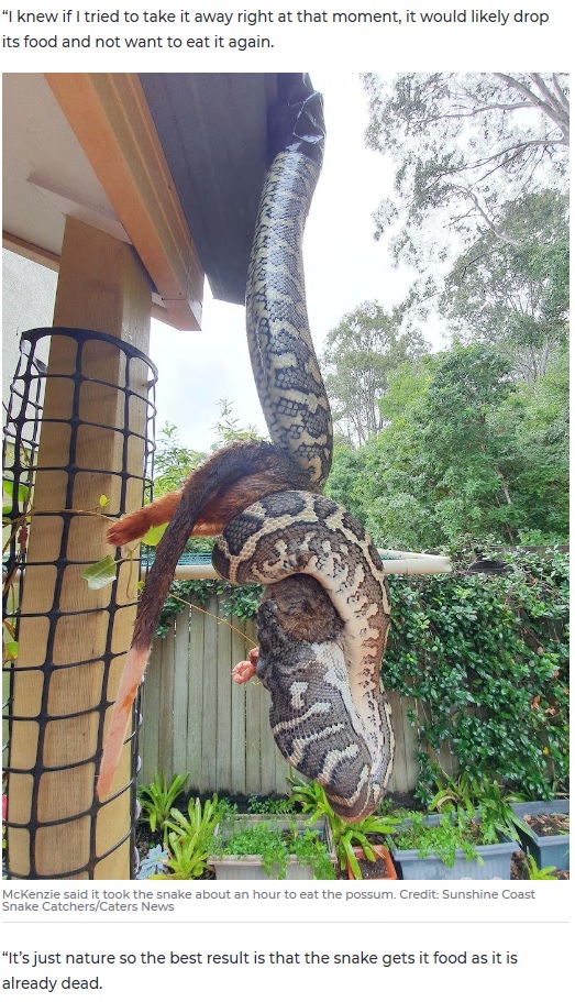 ポッサムを締めつける巨大パイソン（画像は『7NEWS.com.au　2020年5月13日付「Snake in Queensland found devouring large possum while dangling from roof」（Credit: Sunshine Coast Snake Catchers/Caters News）』のスクリーンショット）