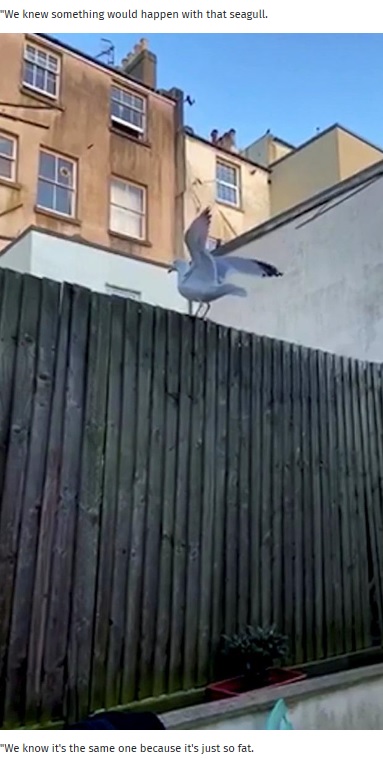 庭のフェンスにのるカモメ（画像は『The Argus　2020年5月23日付「Brighton seagull flies into house and vomits」』のスクリーンショット）
