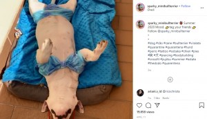 バルコニーで寝るスパーキー（画像は『SPARKY　2020年4月11日付Instagram「Summer 2020 Mood.」』のスクリーンショット）