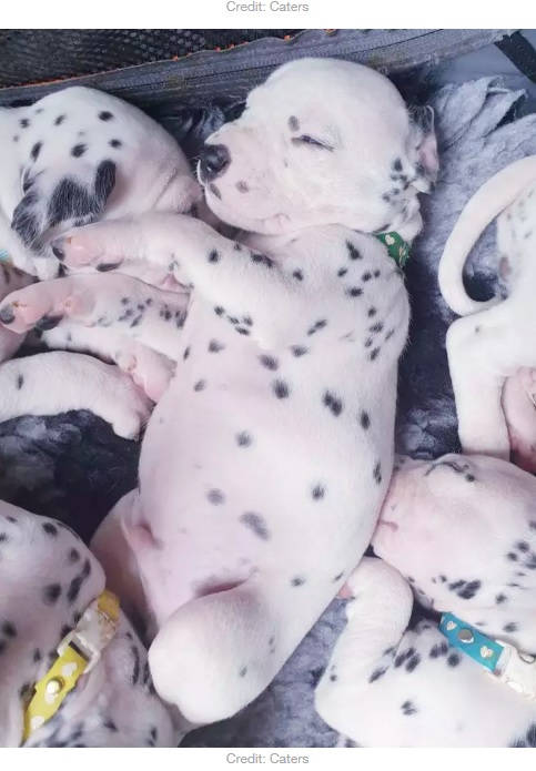 ぐっすり眠る赤ちゃん（画像は『LADbible　2020年5月18日付「Dalmatian Gives Birth To Litter Of 18 Puppies After 14-Hour Labour」（Credit: Caters）』のスクリーンショット）