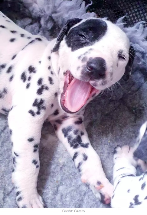 大きく口を開けてまったりする子犬（画像は『LADbible　2020年5月18日付「Dalmatian Gives Birth To Litter Of 18 Puppies After 14-Hour Labour」（Credit: Caters）』のスクリーンショット）