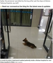 【海外発！Breaking News】中国の“忠犬ハチ公”　亡き飼い主を病院内で3か月も待ち続ける