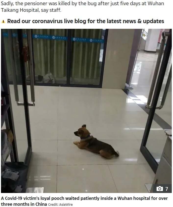 飼い主を病院で3か月も待ち続けた犬（画像は『The Sun　2020年5月25日付「HEARTBREAK HOUND Loyal dog waits at Wuhan hospital for 3 months after owner’s Covid death」（Credit: AsiaWire）』のスクリーンショット）