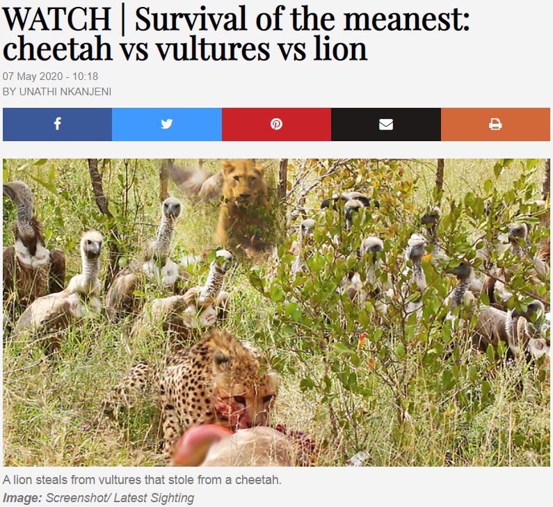 チーターの獲物を狙うハゲタカ、後ろにはライオンが（画像は『TimesLIVE　2020年5月7日付「WATCH | Survival of the meanest: cheetah vs vultures vs lion」』のスクリーンショット）