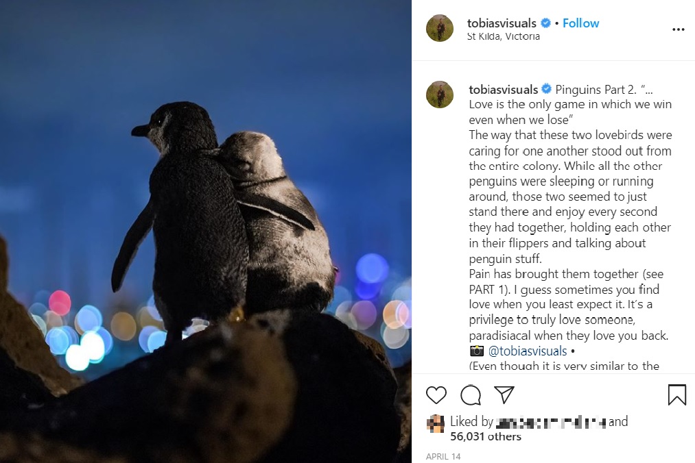 身体を寄せ合い慰め合う2羽のペンギン（画像は『Tobias Baumgaertner　2020年4月14日付Instagram「Pinguins Part 2. “... Love is the only game in which we win even when we lose”」』のスクリーンショット）