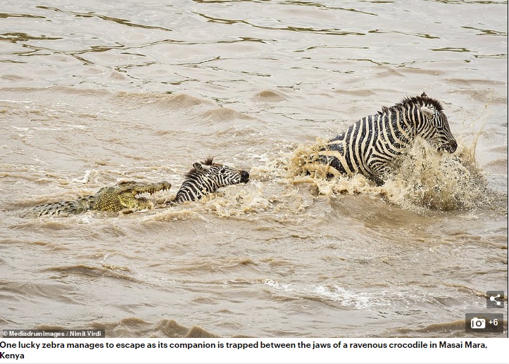 命がけで川を渡る親子（画像は『Daily Mail Online　2020年5月1日付「He should have legged it! Unlucky zebra’s limb sticks out of crocodile’s mouth after getting torn to pieces as it crossed a river」（Mediadrumimages/Nimit Virdi）』のスクリーンショット）