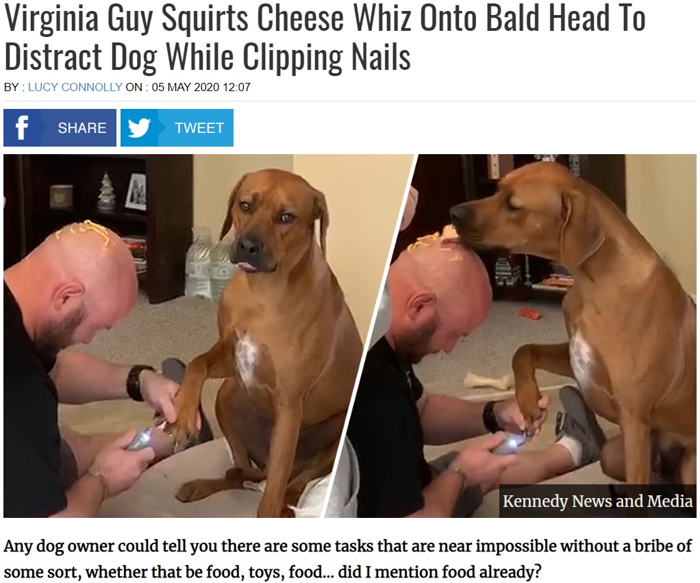 愛犬の爪切りにチーズが欠かせない飼い主（画像は『UNILAD　2020年5月5日付「Virginia Guy Squirts Cheese Whiz Onto Bald Head To Distract Dog While Clipping Nails」（Kennedy News and Media）』のスクリーンショット）