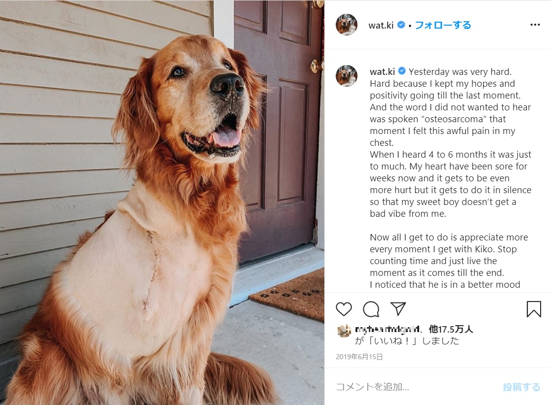 手術後のキコ（画像は『Watson ＆ Kiko　2019年6月15日付Instagram「Yesterday was very hard.」』のスクリーンショット）