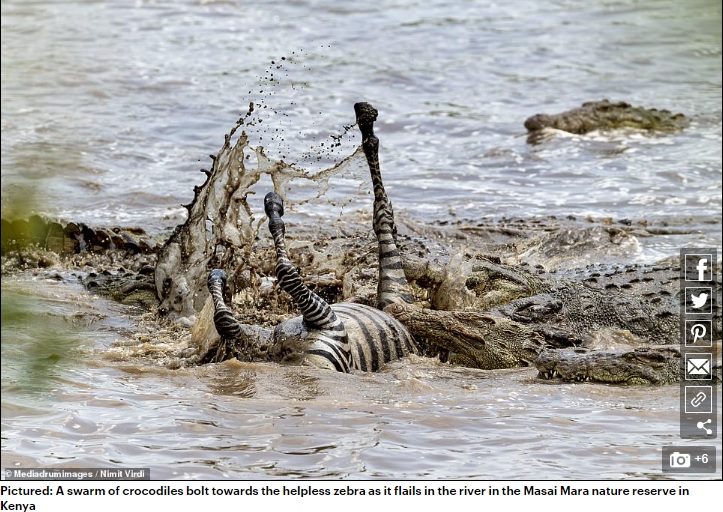 1頭のシマウマに群がるワニ（画像は『Daily Mail Online　2020年5月1日付「He should have legged it! Unlucky zebra’s limb sticks out of crocodile’s mouth after getting torn to pieces as it crossed a river」（Mediadrumimages/Nimit Virdi）』のスクリーンショット）