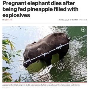 【海外発！Breaking News】妊娠中の象、爆薬の詰まったパイナップルを食べて死亡（印）＜動画あり＞