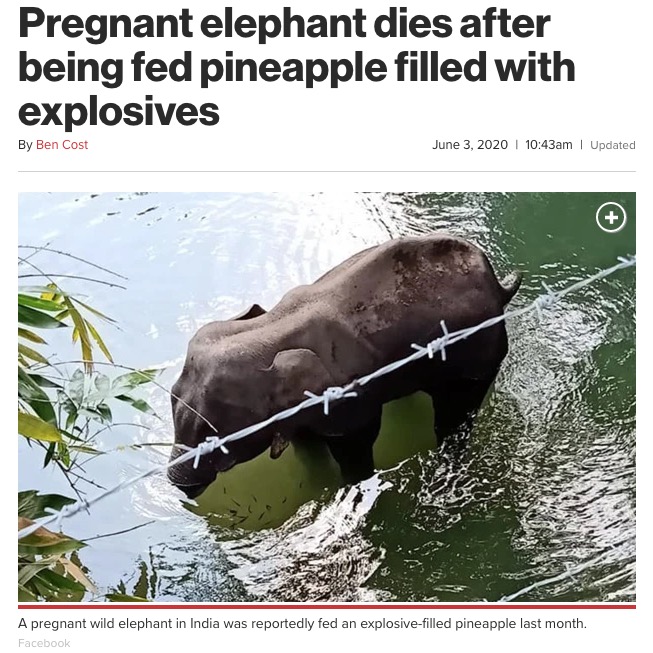 爆薬入りパイナップルを食べてしまった象（画像は『New York Post　2020年6月3日付「Pregnant elephant dies after being fed pineapple filled with explosives」（Facebook）』のスクリーンショット）