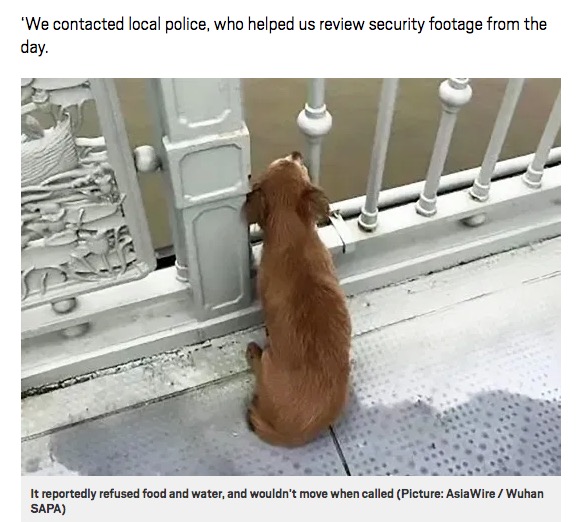 橋から川面を眺める犬（画像は『Metro　2020年6月9日付「Grieving dog waits on bridge for owner after they jumped into river」（Picture: AsiaWire / Wuhan SAPA）』のスクリーンショット）